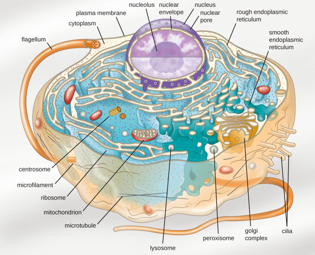 Cellular Architecture